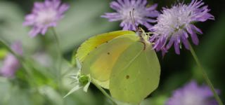 Link to Video | June, summer, karst, Slovenia, color, 4K resolution, 2016, Austria, Europe, heraldic insect, Kras, animal, nature