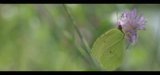 Link zum Video | Juni, Sommer, Karst, Slowenien, Farbe, 4K, 2016, Österreich, Europa, Insekt, Karst, Tier, Natur