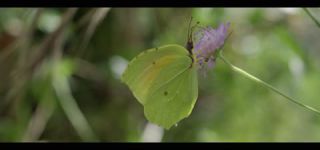Link zum Video | Juni, Sommer, Karst, Slowenien, Farbe, 4K, 2016, Österreich, Europa, Insekt, Karst, Tier, Natur
