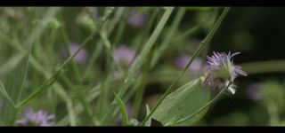 Link zum Video | Juni, Sommer, Karst, Slowenien, Farbe, 4K, 2016, Österreich, Europa, Insekt, Karst, Tier, Natur