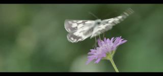 Link to Video | June, summer, karst, Slovenia, color, 4K resolution, 2016, Austria, Europe, heraldic insect, Kras, animal, nature