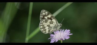 Link to Video | June, summer, karst, Slovenia, color, 4K resolution, 2016, Austria, Europe, heraldic insect, Kras, animal, nature