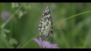 Link to Video | June, summer, karst, Slovenia, color, 4K resolution, 2016, Austria, Europe, heraldic insect, Kras, animal, nature