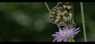 Link to Video | June, summer, karst, Slovenia, color, 4K resolution, 2016, Austria, Europe, heraldic insect, Kras, animal, nature