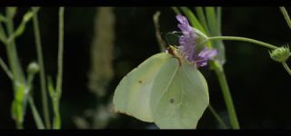 Link zum Video | Juni, Sommer, Karst, Slowenien, Farbe, 4K, 2016, Österreich, Europa, Insekt, Karst, Tier, Natur