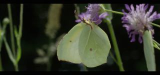 Link to Video | June, summer, karst, Slovenia, color, 4K resolution, 2016, Austria, Europe, heraldic insect, Kras, animal, nature