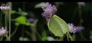 Link zum Video | Juni, Sommer, Karst, Slowenien, Farbe, 4K, 2016, Österreich, Europa, Insekt, Karst, Tier, Natur