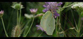 Link to Video | June, summer, karst, Slovenia, color, 4K resolution, 2016, Austria, Europe, heraldic insect, Kras, animal, nature