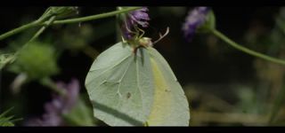 Link to Video | June, summer, karst, Slovenia, color, 4K resolution, 2016, Austria, Europe, heraldic insect, Kras, animal, nature