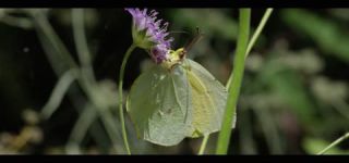 Link to Video | June, summer, karst, Slovenia, color, 4K resolution, 2016, Austria, Europe, heraldic insect, Kras, animal, nature