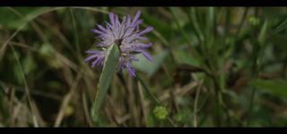 Link zum Video | Juni, Sommer, Karst, Slowenien, Farbe, 4K, 2016, Österreich, Europa, Insekt, Karst, Tier, Natur