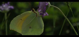 Link zum Video | Juni, Sommer, Karst, Slowenien, Farbe, 4K, 2016, Österreich, Europa, Insekt, Karst, Tier, Natur