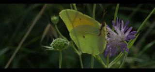 Link to Video | June, summer, karst, Slovenia, color, 4K resolution, 2016, Austria, Europe, heraldic insect, Kras, animal, nature