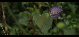 Link to Video | June, summer, karst, Slovenia, color, 4K resolution, 2016, Austria, Europe, heraldic insect, Kras, animal, nature