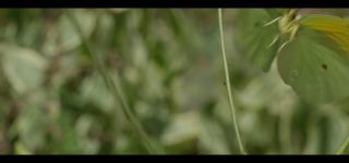 Link zum Video | Juni, Sommer, Karst, Slowenien, Farbe, 4K, 2016, Österreich, Europa, Insekt, Karst, Tier, Natur