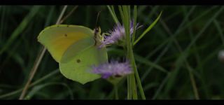 Link to Video | June, summer, karst, Slovenia, color, 4K resolution, 2016, Austria, Europe, heraldic insect, Kras, animal, nature