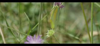 Link to Video | June, summer, karst, Slovenia, color, 4K resolution, 2016, Austria, Europe, heraldic insect, Kras, animal, nature