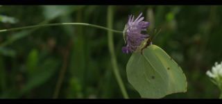 Link to Video | June, summer, karst, Slovenia, color, 4K resolution, 2016, Austria, Europe, heraldic insect, Kras, animal, nature