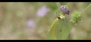 Link to Video | June, summer, karst, Slovenia, color, 4K resolution, 2016, Austria, Europe, heraldic insect, Kras, animal, nature