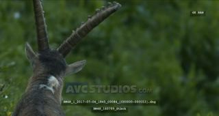 Link to Video | Alps, color, 4K resolution, wildlife, Europe, mountain range, animal, ibex