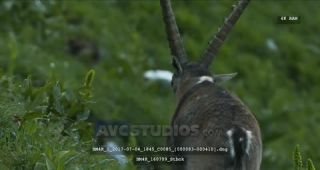 Link to Video | Alps, color, 4K resolution, wildlife, Europe, mountain range, animal, ibex
