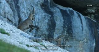 Link to Video | Alps, color, 4K resolution, wildlife, Europe, mountain range, animal, ibex