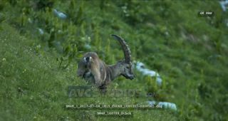 Link to Video | Alps, color, 4K resolution, wildlife, Europe, mountain range, animal, ibex