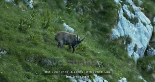 Link to Video | Alps, color, 4K resolution, wildlife, Europe, mountain range, animal, ibex