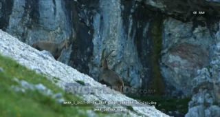 Link to Video | Alps, color, 4K resolution, wildlife, Europe, mountain range, animal, ibex