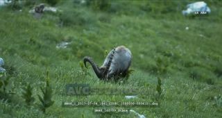 Link to Video | Alps, color, 4K resolution, wildlife, Europe, mountain range, animal, ibex