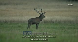 Link to Video | Rotwild, color, 4K resolution, wildlife, stag, Austria, Europe