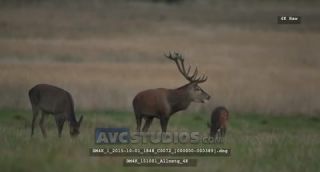 Link to Video | Rotwild, color, 4K resolution, wildlife, stag, Austria, Europe