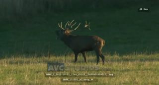 Link to Video | Rotwild, color, 4K resolution, wildlife, stag, Austria, Europe