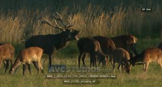 Link to Video | Rotwild, color, 4K resolution, wildlife, stag, Austria, Europe