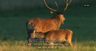 Link to Video | Rotwild, color, 4K resolution, wildlife, stag, Austria, Europe