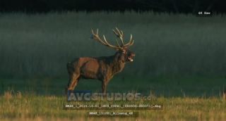 Link to Video | Rotwild, color, 4K resolution, wildlife, stag, Austria, Europe