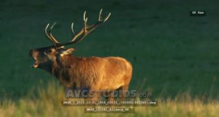 Link to Video | Rotwild, color, 4K resolution, wildlife, stag, Austria, Europe