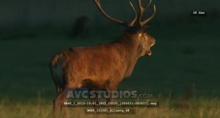 Link to Video | Rotwild, color, 4K resolution, wildlife, stag, Austria, Europe