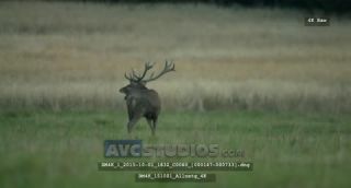 Link to Video | Rotwild, color, 4K resolution, wildlife, stag, Austria, Europe