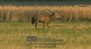 Link to Video | Rotwild, color, 4K resolution, wildlife, stag, Austria, Europe