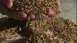 Link to Video | Hordeum vulgare, cereal, malt, Full High Definition, quality, 2005, color, Braumalz, close-up, grain, hand, control, beer, quality control, food product