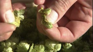 Link to Video | Humulus, Full High Definition, quality, testing, 2005, inspection, color, close-up, green, hops, hand, control, beer, finger, plant, thumb, food product