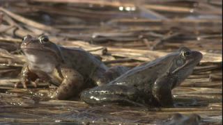 Link to Video | Amphibia, spring, 16:9, Full High Definition, color, mating, lake, wildlife, water, Rana temporaria, Central Europe, Phragmites australis, frog, Europe, day, animal, nature, wildlife observation, artificial pond