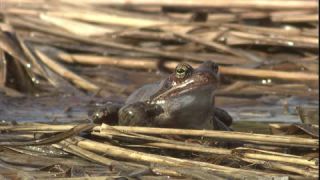 Link to Video | Amphibia, spring, 16:9, Full High Definition, color, mating, lake, wildlife, water, Rana temporaria, Central Europe, Phragmites australis, frog, Europe, day, animal, nature, wildlife observation, artificial pond
