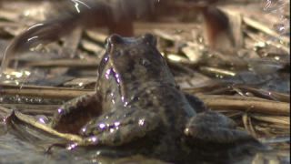 Link to Video | Amphibia, spring, 16:9, Full High Definition, color, mating, lake, wildlife, water, Rana temporaria, Central Europe, Phragmites australis, frog, Europe, day, animal, nature, wildlife observation, artificial pond