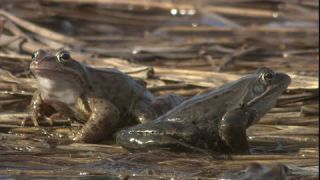 Link to Video | Amphibia, spring, 16:9, Full High Definition, color, mating, lake, wildlife, water, Rana temporaria, Central Europe, Phragmites australis, frog, Europe, day, animal, nature, wildlife observation, artificial pond