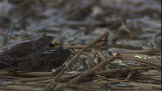 Link to Video | Amphibia, spring, 16:9, Full High Definition, color, mating, lake, wildlife, water, Rana temporaria, Central Europe, Phragmites australis, frog, Europe, day, animal, nature, wildlife observation, artificial pond