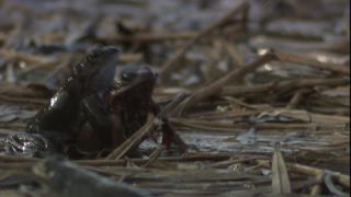 Link to Video | Amphibia, spring, 16:9, Full High Definition, color, mating, lake, wildlife, water, Rana temporaria, Central Europe, Phragmites australis, frog, Europe, day, animal, nature, wildlife observation, artificial pond