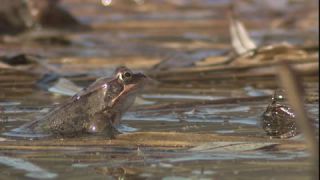 Link to Video | Amphibia, spring, 16:9, Full High Definition, color, mating, lake, wildlife, water, Rana temporaria, Central Europe, Phragmites australis, frog, Europe, day, animal, nature, wildlife observation, artificial pond