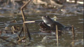 Link to Video | Amphibia, spring, 16:9, Full High Definition, color, mating, lake, wildlife, water, Rana temporaria, Central Europe, Phragmites australis, frog, Europe, day, animal, nature, wildlife observation, artificial pond